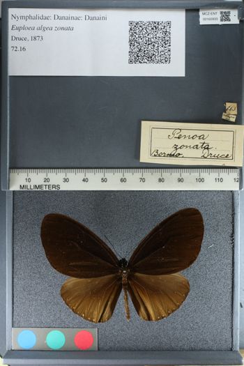 Media type: image;   Entomology 160933